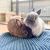 Ponzu & Mocha 🐰🐰