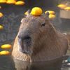 kingcapybara