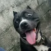 rikshao