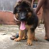 troytracygsd