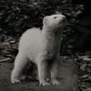greengrass0002