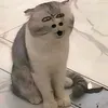 nosobust
