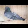يوسف حويجه