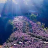 duongtran_82