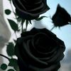 user2111256363858