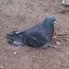 fiszi_