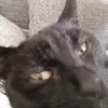 pumiblack007