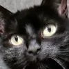 blackcatqueen888