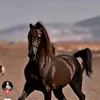 dycrdzslbq7s