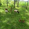 bellascohfarm