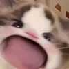 hnyupai
