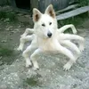 tralalerotralalavippro