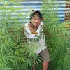usercholnatee