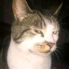 meowcikiey