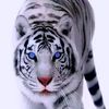 haris.awan.1236