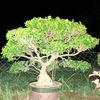 fadlilee625