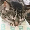 lizlynx_