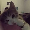 .mewcie