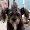 thedoglady81
