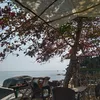 trankyhao250
