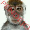 shar_0n.xd