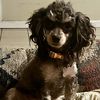 fuzzynachos