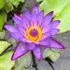 lotus_1d