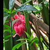 landak.hutan3