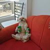 papita_con_bastante_aji