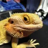 ajsexoticanimals