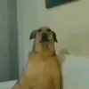 thunderousbombaclat