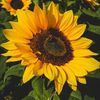 ure.sunflower