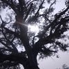 kanchan_19nov