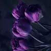 myfree.clips