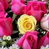 suzanahmed231