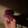 lilyrouz7