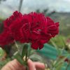 paolacorrea.20
