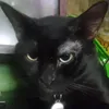 _piqued