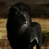lionnoire11