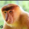 tomimonsta