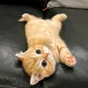 murni_aye