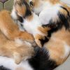 meowbiruu