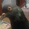 flaviobattistini