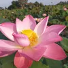 hoangngannguyen09