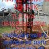 hafizh33566