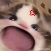 user41obeedzox