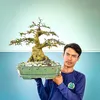 Mai Vàng Hồng Nhi(Nhân)