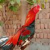 itxshahmeer5712