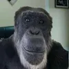 yobavoga