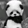 abdulloh_muhammadamin